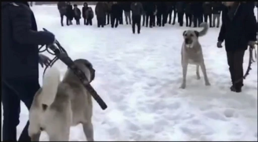 Jandarmadan köpek dövüşçülerine operasyon
