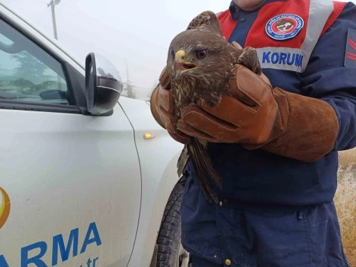 Jandarmanın yaralı halde bulunduğu kızıl şahin koruma altına alındı
