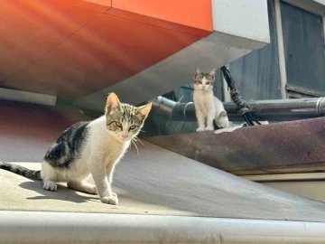 Kadıköy’de pitbull dehşeti: Mahalle sakinleri yetkililerden yardım istedi
