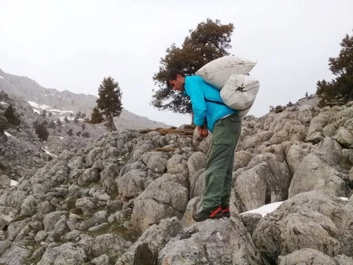 Kahramanmaraş’ta çiriş otu sezonu başladı
