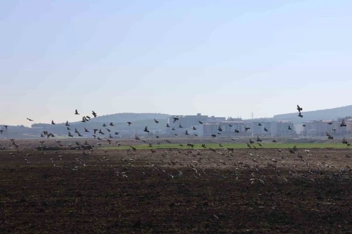 Kahramanmaraş’ta güvercinlerden görsel şölen
