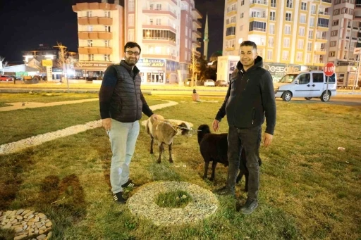 Kamyonetten yola düşen &quot;Mor Karaman&quot; ırkı koyunlar kaderine terk edildi
