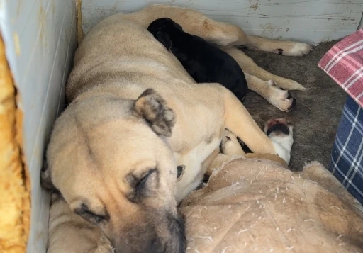 Kangal köpeğinin yavru köpek merhameti iç ısıttı
