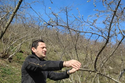 Kar yağışı fındık üreticisini sevindirdi