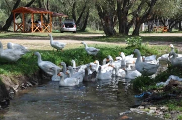 Kars kazına yoğun talep
