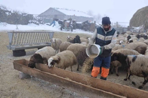 Kars’ta küçükbaş hayvancılık yapanlar çoban bulmakta zorluk çekiyor
