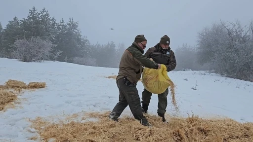 Kastamonu’da yaban hayvanları için doğaya yem bırakıldı
