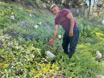 Kavurucu sıcağa karşı çözümü tarladaki karpuzları tek tek gazeteyle sarmakta buldu
