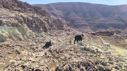 Kayalıkta mahsur kalan 17 oğlak kurtarıldı
