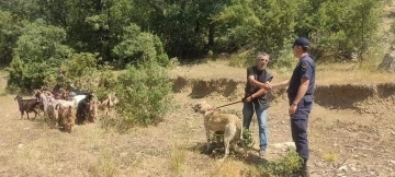 Kaybettiği  küçükbaş hayvanlarını jandarma buldu
