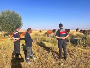 Kaybolan hayvanları jandarma buldu
