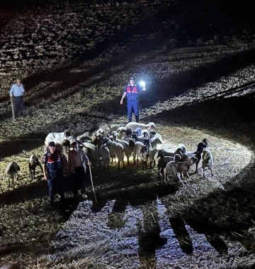 Kaybolan küçükbaş hayvanlar 9 saatlik çalışma sonrası bulundu
