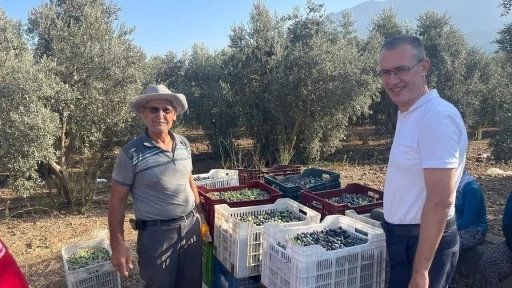 Kaymakam Ertaş, zeytin hasadına katıldı
