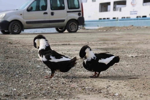 Keban Baraj Gölü zengin fauna çeşitliliği ile dikkat çekiyor
