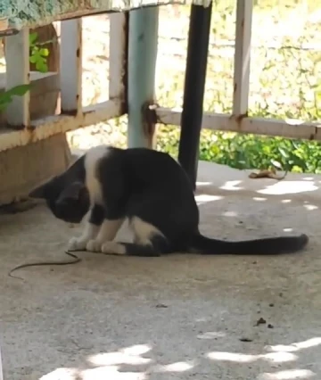 Kedi bu kez fareyle değil yılanla oynadı
