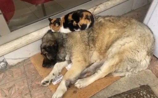 Kedi, soğuktan korunmak için köpeğe sığındı: O anlar yürekleri ısıttı
