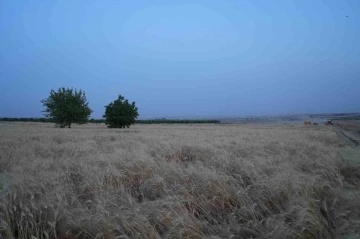 Kilis’te çiftçilerin zorlu mesaisi bayramda da devam ediyor
