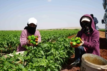 Kilis’te kavurucu sıcak altında en acı hasat
