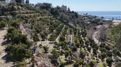 Kilogramı 200 TL’den satılan Avokadolar Alanya’da üreticilerin yüzünü güldürdü
