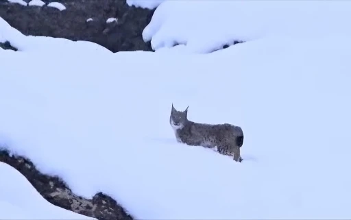 Kırmızı listedeki vaşaklar Tunceli’de görüntülendi
