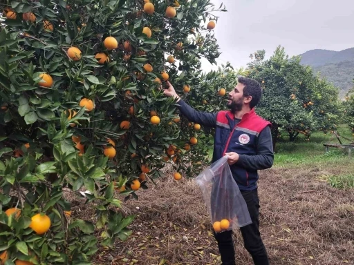 Koçarlı’da narenciye bahçeleri kontrol altında
