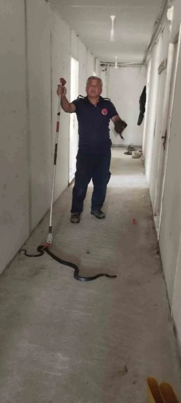Konteynere giren yılanı itfaiye yakaladı
