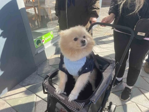 Köpeğini gezdirme arabasıyla bebek gibi dolaştırıyor
