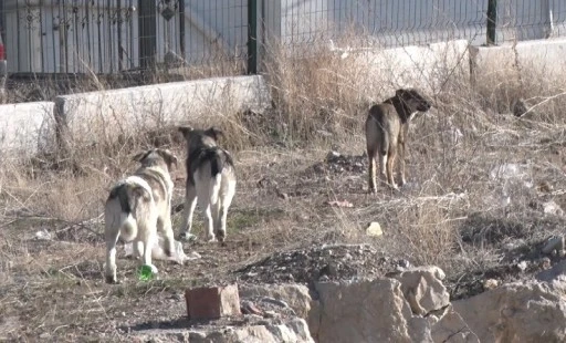 Köpek Saldırısına Uğrayan Kadın Ölümden Döndü