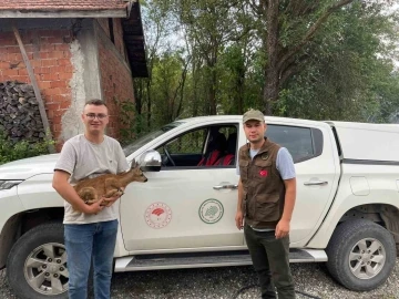 Köpeklerin saldırdığı yavru karacayı vatandaş kurtardı
