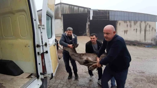 Köpeklerin saldırısına uğrayan karaca, vatandaşlar tarafından kurtarıldı
