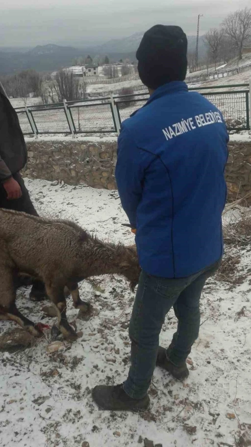 Köpeklerin saldırısına uğrayan yaban keçisi tedavi altına alındı
