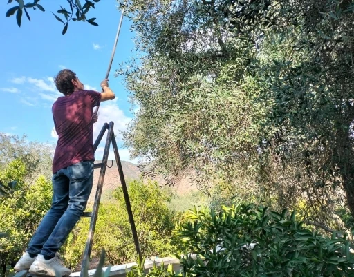 Kuraklık Gölgesinde Zeytin Hasadı Başladı