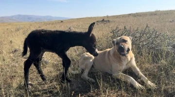 ’Kral’ bu kez sürünün eşeğine sahip çıktı
