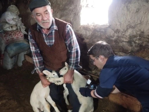 Küçükbaş hayvanlara yönelik aşılama çalışması başladı
