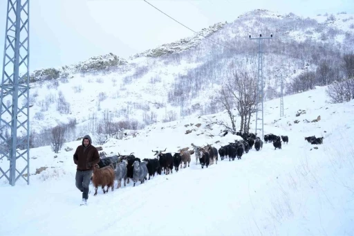 Küçükbaş hayvanların kar üzerindeki zorlu yolculuğu
