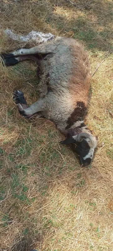 Kulp ilçesinde başıboş sokak köpekleri 19 koyunu telef etti
