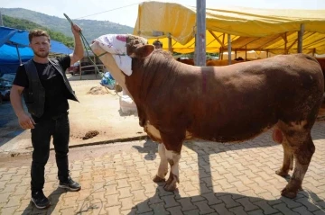 Kurban pazarlarına ‘yurt dışı’ etkisi
