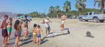 Kuşadası’nda ölü yunus sahile vurdu
