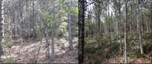 Kütahya ormanlarında bakım ve gençleştirme çalışmaları
