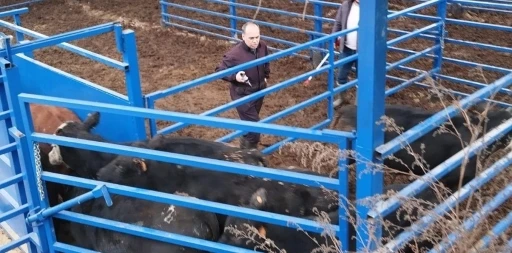 Kuyucak’ta besilik hayvan denetimi ve şap aşılaması
