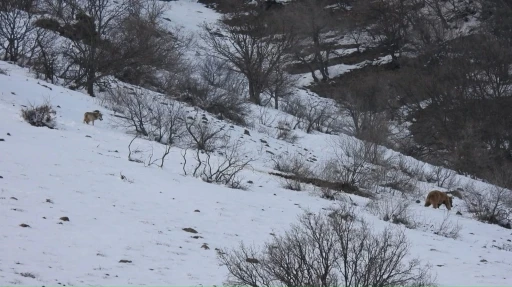 Leşe gelen ayı ve kurt aynı karede
