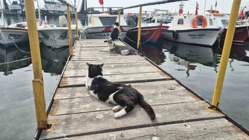 Limanın patili bekçileri: Onlarcası sabah balıkçıları bekliyor
