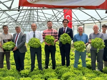 Liselilerin yetiştirdiği marullar hasat edildi
