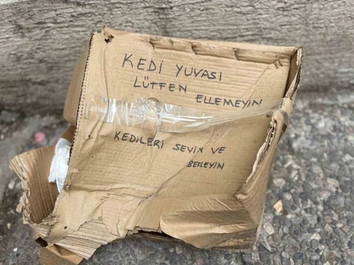 ‘Lütfen Ellemeyin’ notu da fayda etmedi: Kedi yuvası tahrip edildi
