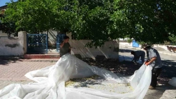 Malatya’da dutun pekmez yolcuğu başladı
