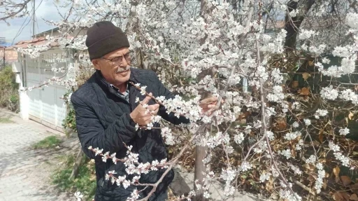 Malatya’da kayısı üreticileri zirai don tehlikesiyle karşı karşıya
