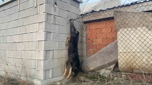 Mamak Belediyesi’nin barınağında köpeklere işkence iddiası
