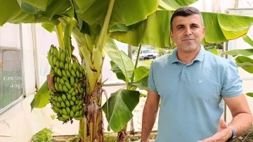 Manavgat’ta hobi bahçesinde zeytin ve muz hasadı
