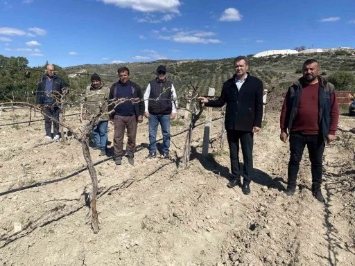 Manisa’da üzüm bağlarını don vurdu
