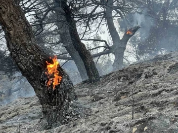 Manisa’daki orman yangınında çalışmalar iyiye gidiyor
